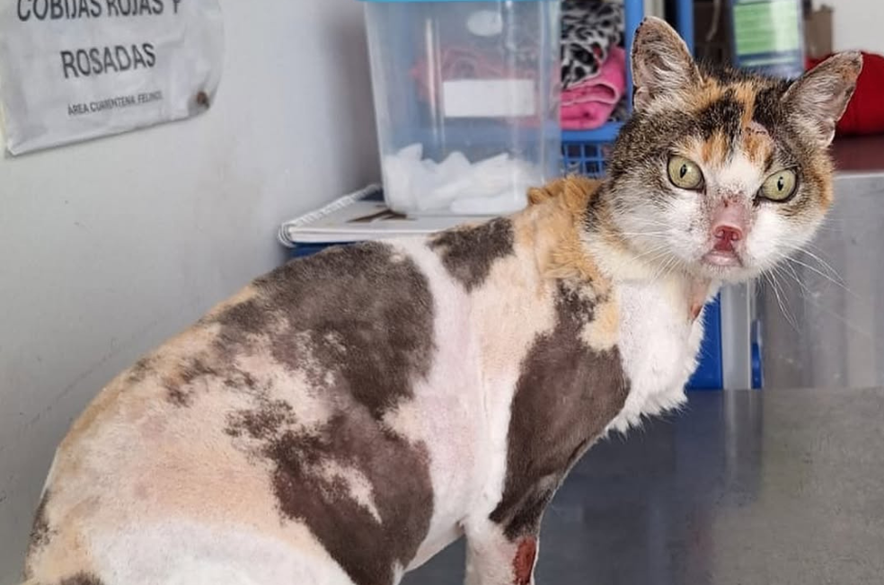 Alerta en Kennedy: rescatan a una gata en grave estado de abandono