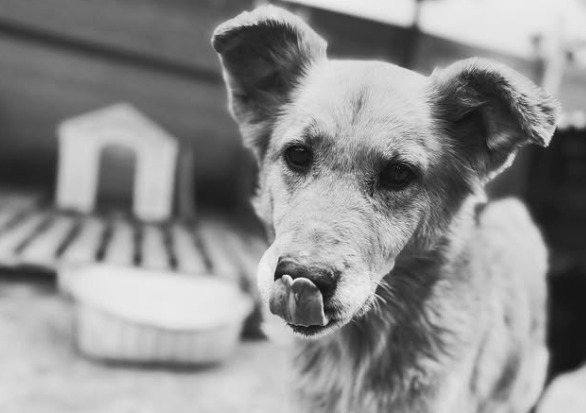 Adiós a Maya Lucía, el rostro de los animales que envejecen sin ser adoptados