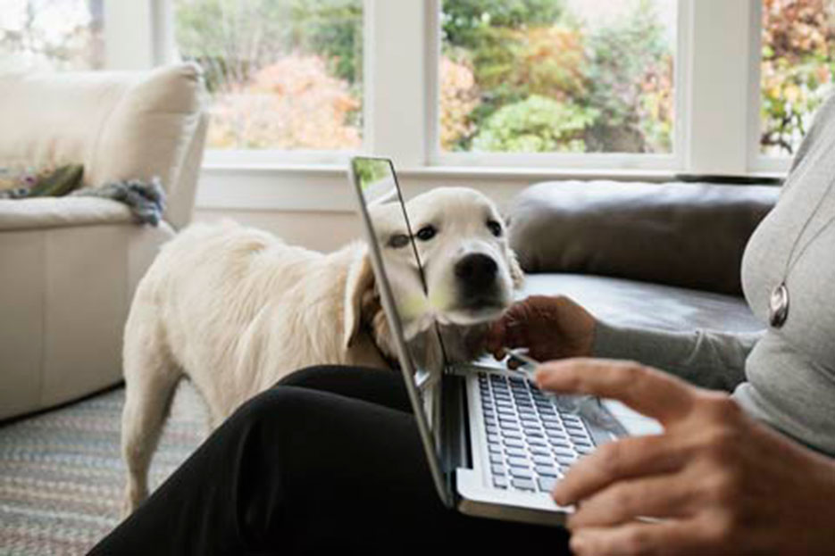 La tropa de perros que olfatea delitos electrónicos