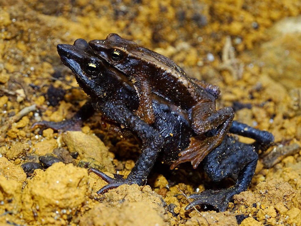 rana