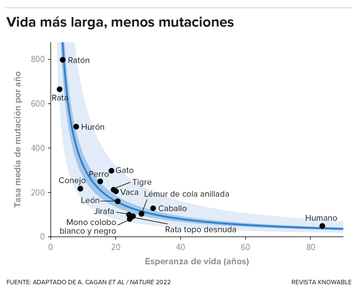 Investigadores analizaron las criptas del colon de varias especies y determinaron que las especies con una vida más larga acumulan mutaciones más lentamente. Esto concuerda con una teoría de larga data que afirma que las mutaciones de las células del cuerpo están relacionadas con el envejecimiento.