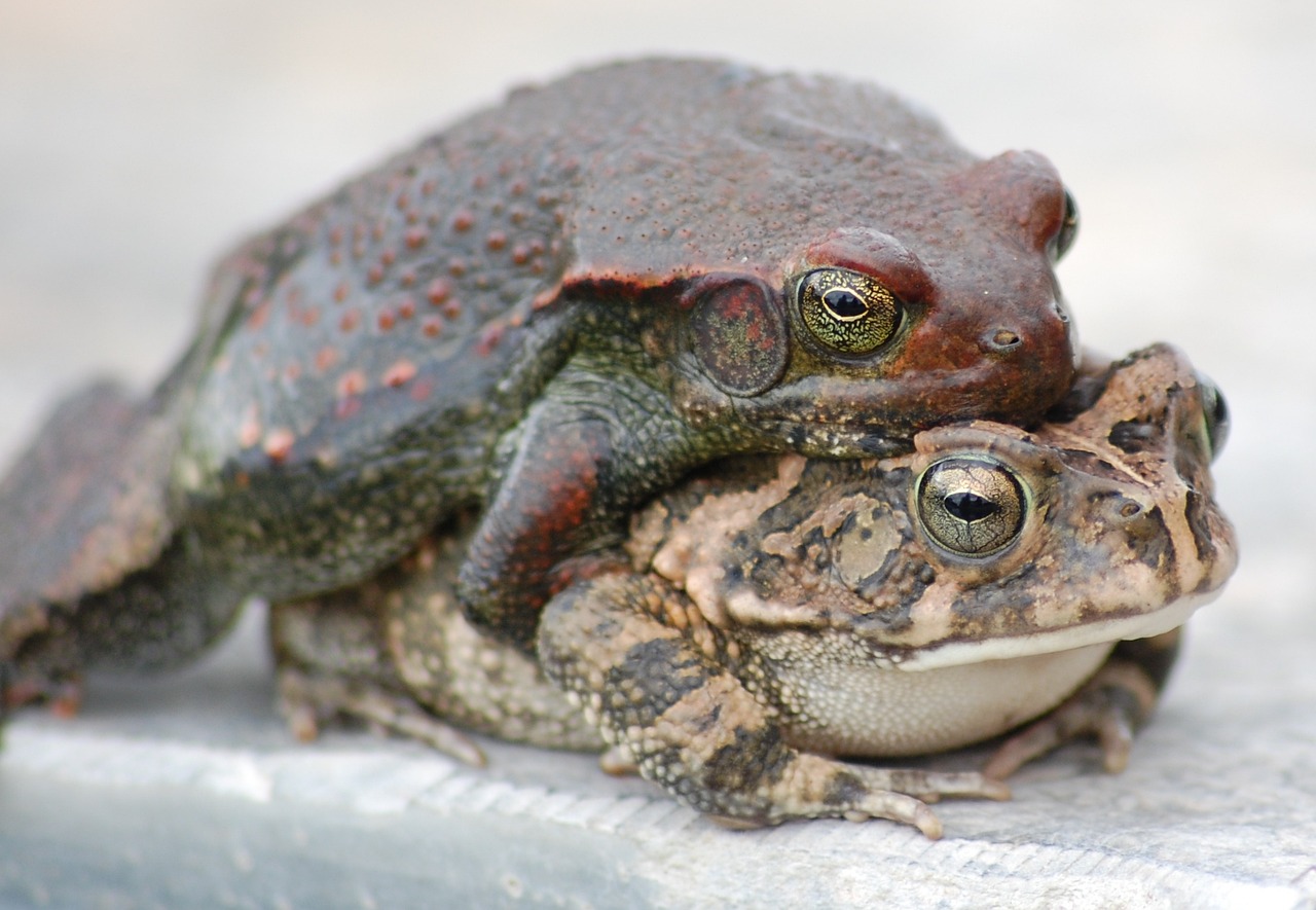 Las ranas hembras tienen tácticas para evadir los encuentros sexuales con machos