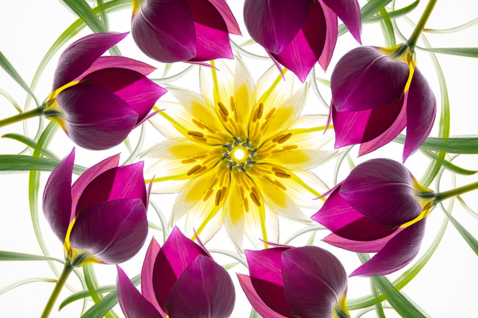 “Mandala with Miniature Tulips” de Elizabeth Kazda, ganadora de la categoría Plantas y Hongos.