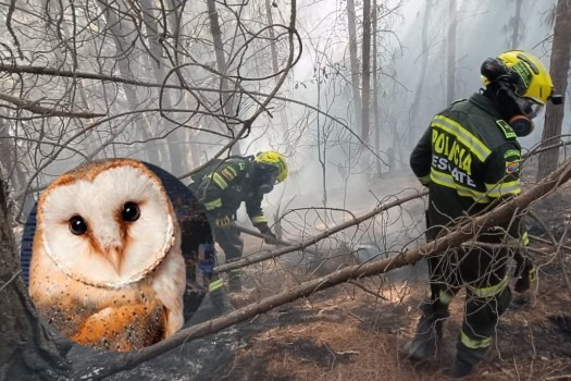 ¿Qué hacer si avista un animal afectado por el incendio en los cerros? Así puede protegerlo