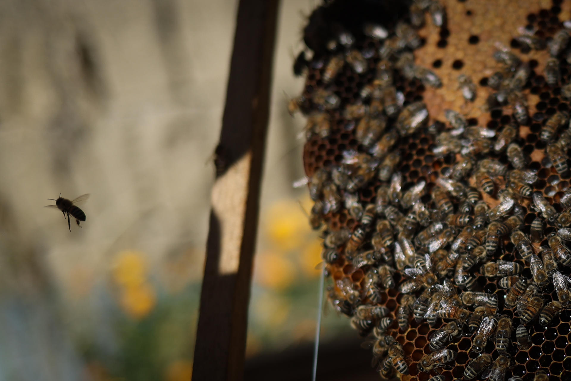 Ataque de abejas en Ciudad Bolívar, Antioquia, dejó tres personas heridas
