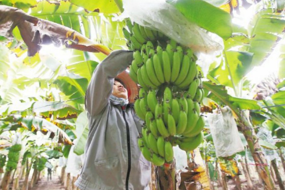 Según la CCI, productores bananeros han sido ejemplo en los procesos de certificación. / EFE