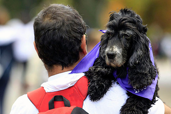 Quiero viajar, ¿qué hago con mi mascota?