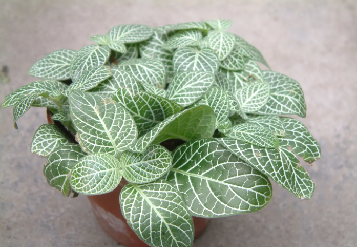 Planta nerviosa