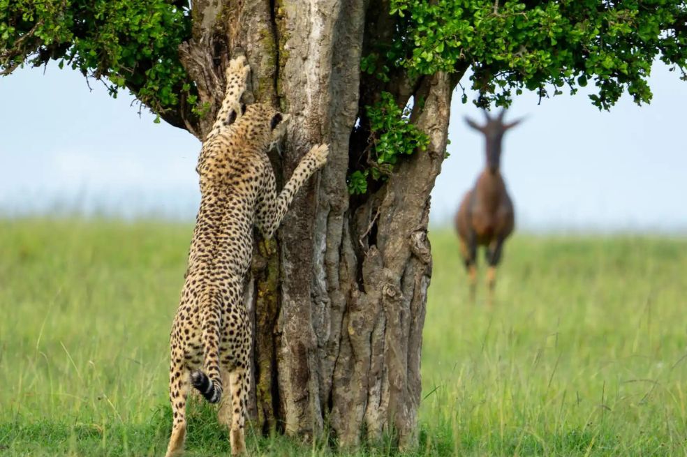 Leslie Mcleod quedó entre el grupo de finalistas por una foto que tomó durante un safari en Kenia. En el recorrido se encontró con un guepardo.