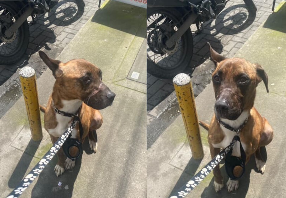 A pesar de su difícil pasado, se ha adaptado muy bien al entorno humano, demostrando que solo necesita una oportunidad para ser feliz.