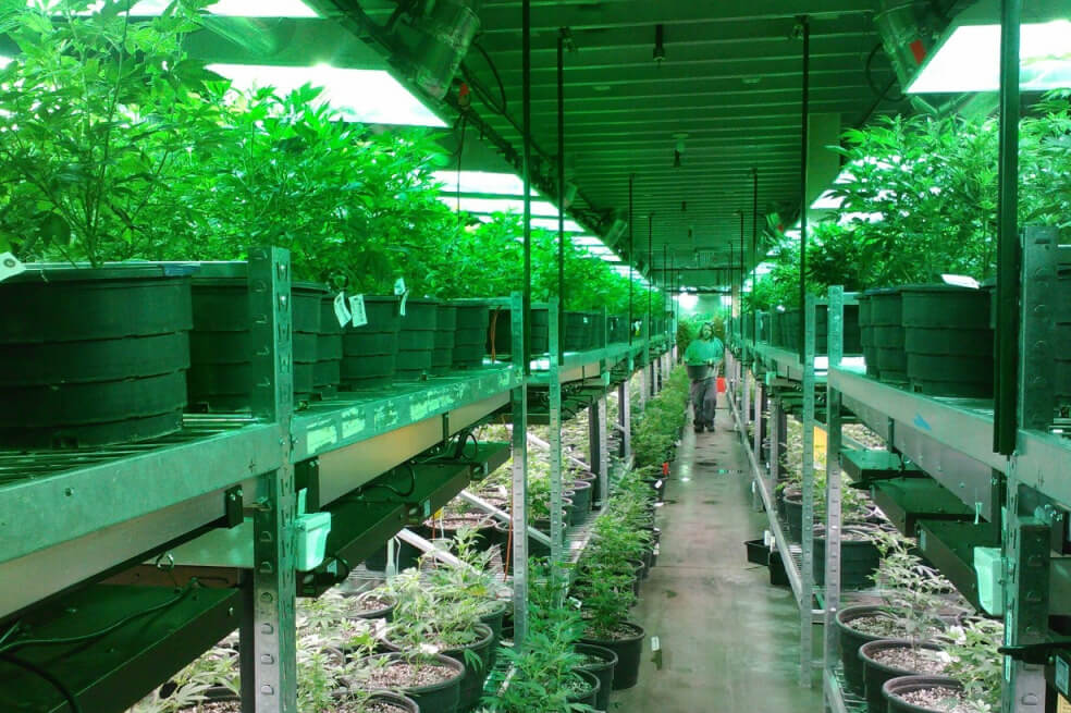 Futuro incierto: radiografía del cannabis medicinal en Colombia