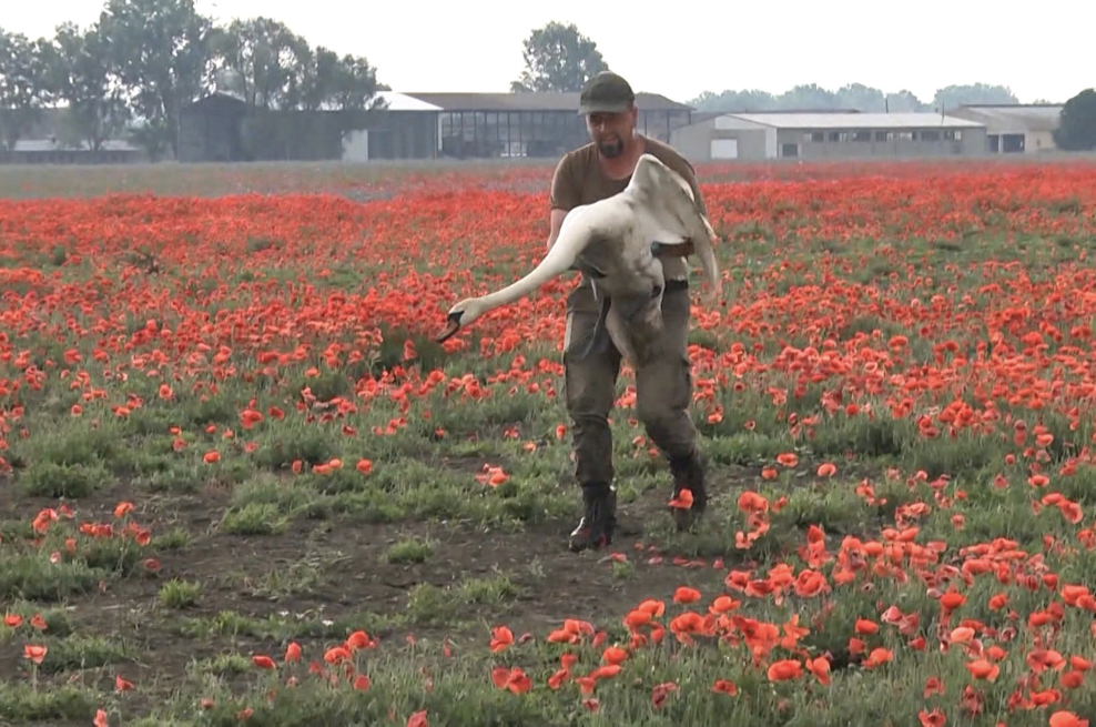 Video: Cisnes adictos al opio tuvieron que ser retirados de un campo de amapolas