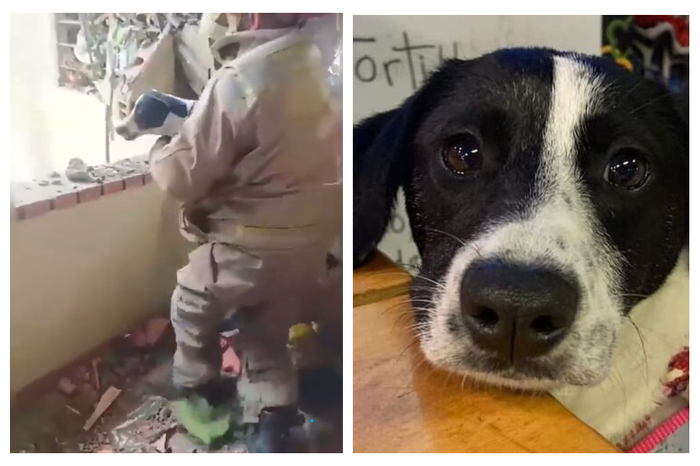 Estrellita, la perra que sobrevivió bajo los escombros de la explosión en Rionegro