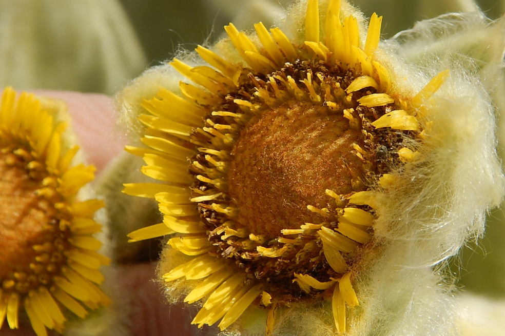En fotos: Así es la nueva especie de frailejón descubierta en un páramo de Boyacá