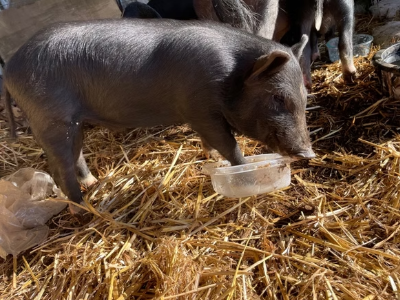 Abren convocatoria para vivir en Hawái gratis y cuidar animales: así puede postularse