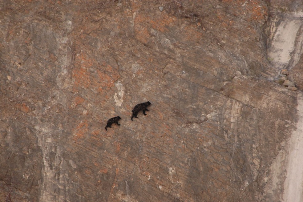 Los osos andinos habitan entre los 200 metros de altura y 4000 metros de altitud.Foto: SBC PerúPiana agrega que los osos andinos tienen un rango de distribución muy grande pues se les puede encontrar desde los 200 metros de altura hasta páramos ubicados a 4000 metros de altitud. “Este modelo de corredor de conservación con varios actores involucrados puede convertirse en una propuesta que se replique en otras zonas prioritarias para la conservación del oso de anteojos”, señala el investigador.