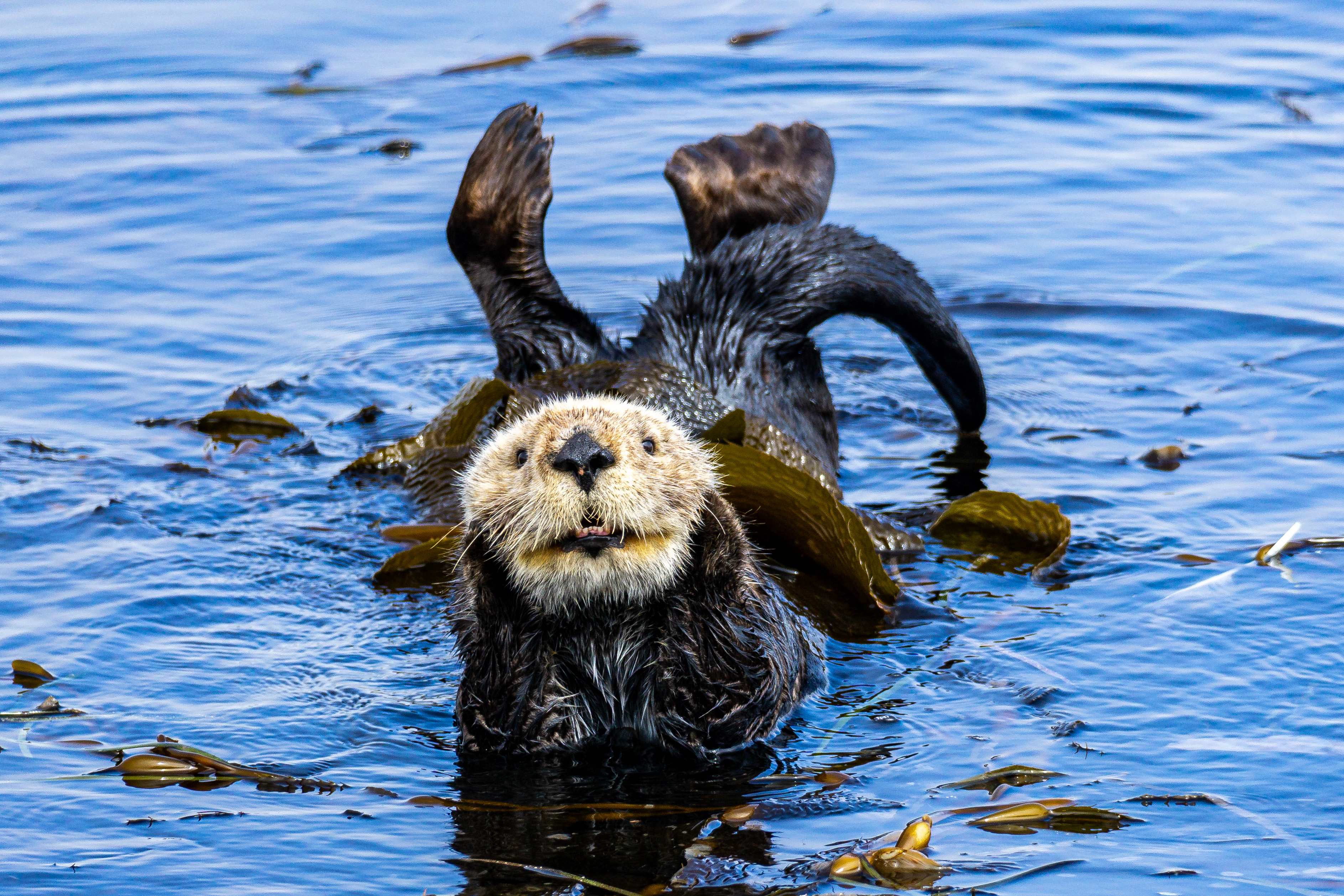 Fotografías de Comedy Wildlife Awards.