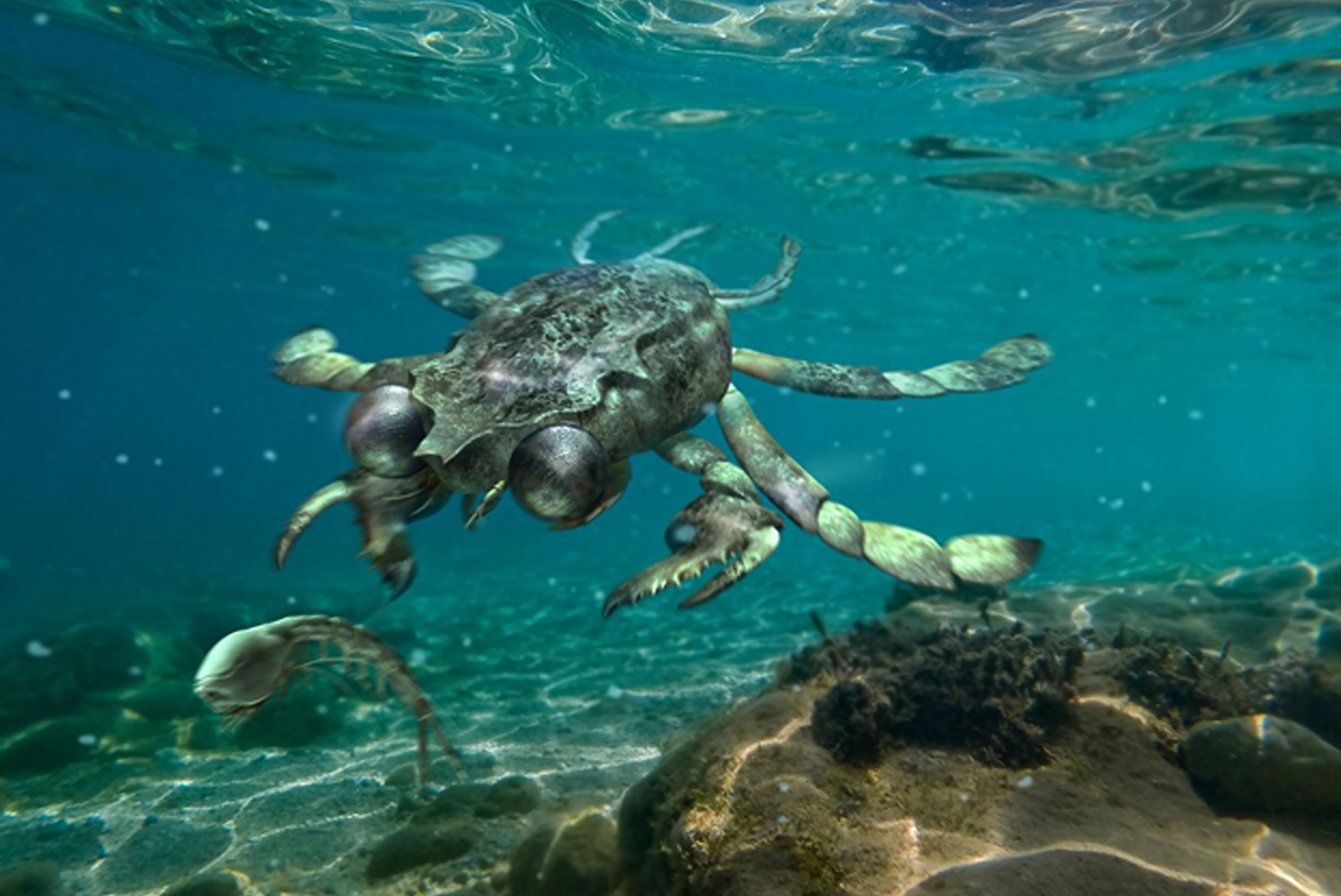 Reconstrucción artística de "Callichimaera perplexa", el cangrejo más extraño que jamás haya existido,
nadando tras un camarón.