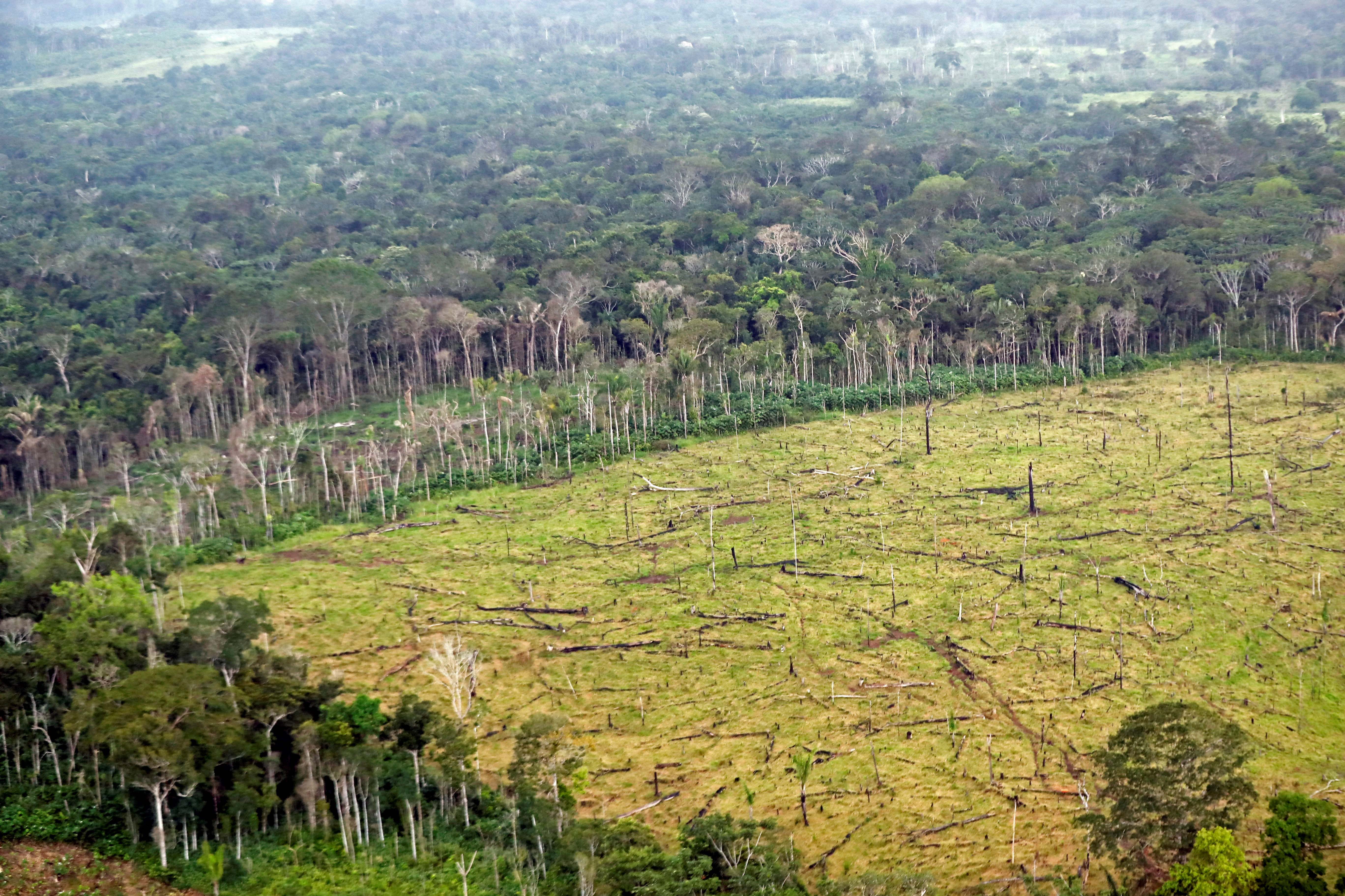 La pérdida de biodiversidad es un riesgo “crítico” para las empresas, ¿qué pueden hacer?