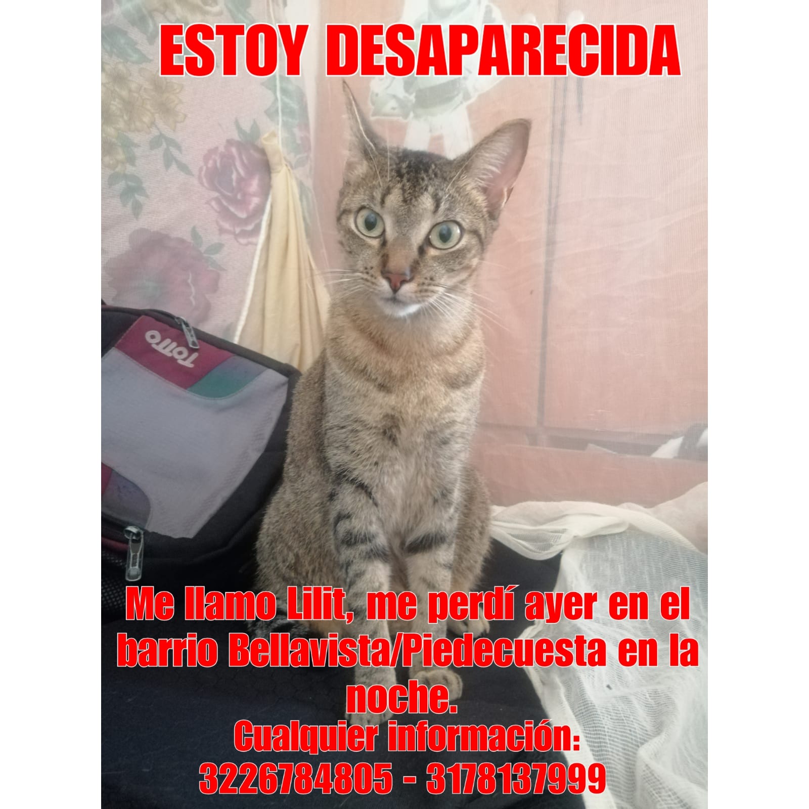 ¿Los ha visto? Perros, gatos y otros animales perdidos en Bucaramanga, Santander