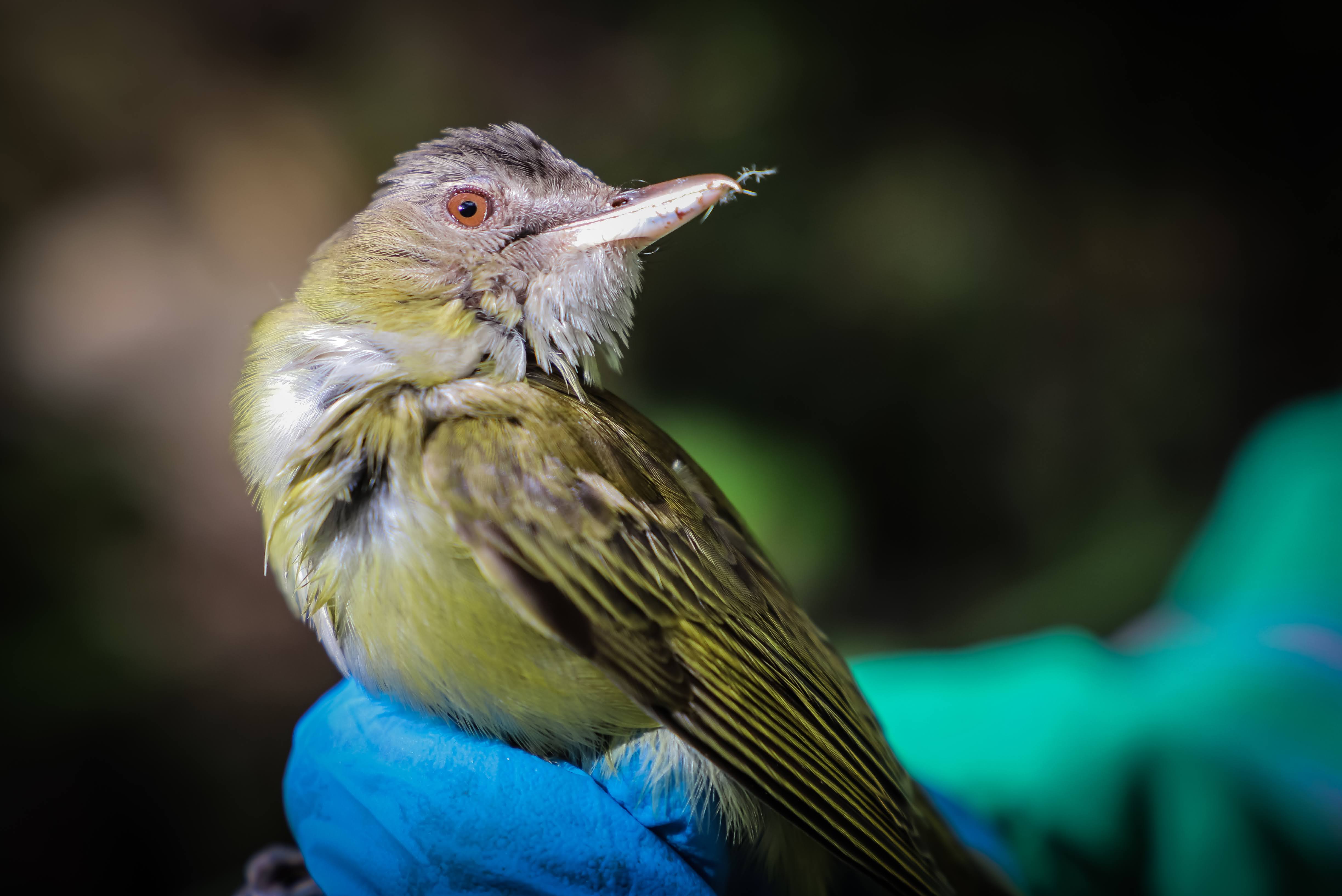 Liberan a un gavilán rabicorto y otras especies de aves en los cerros orientales