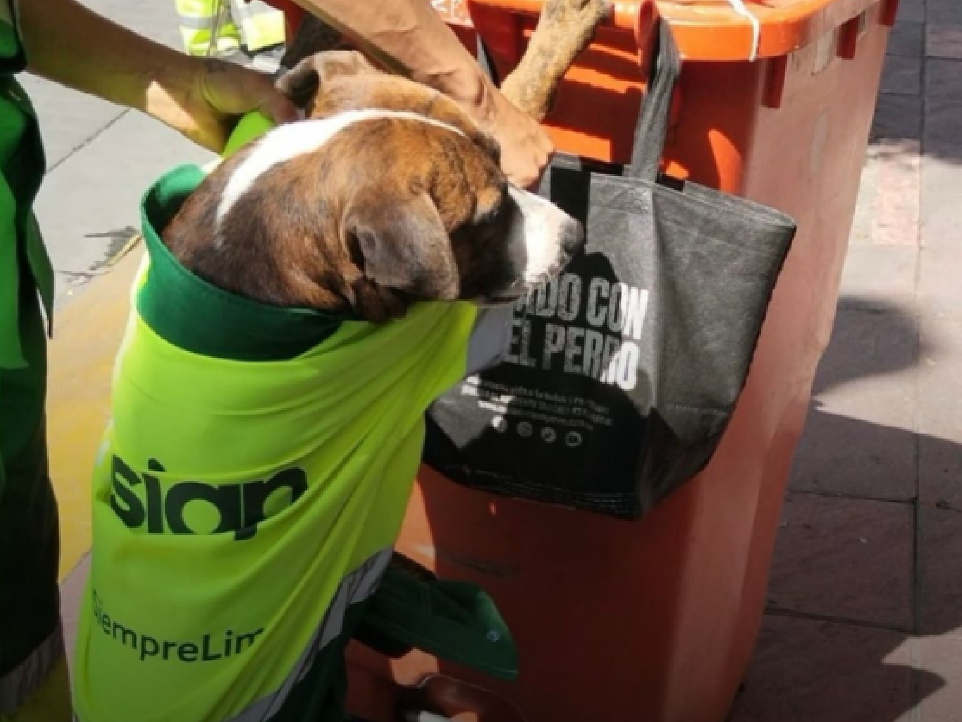 Rocky, el perrito adoptado que nunca falta a su jornada laboral