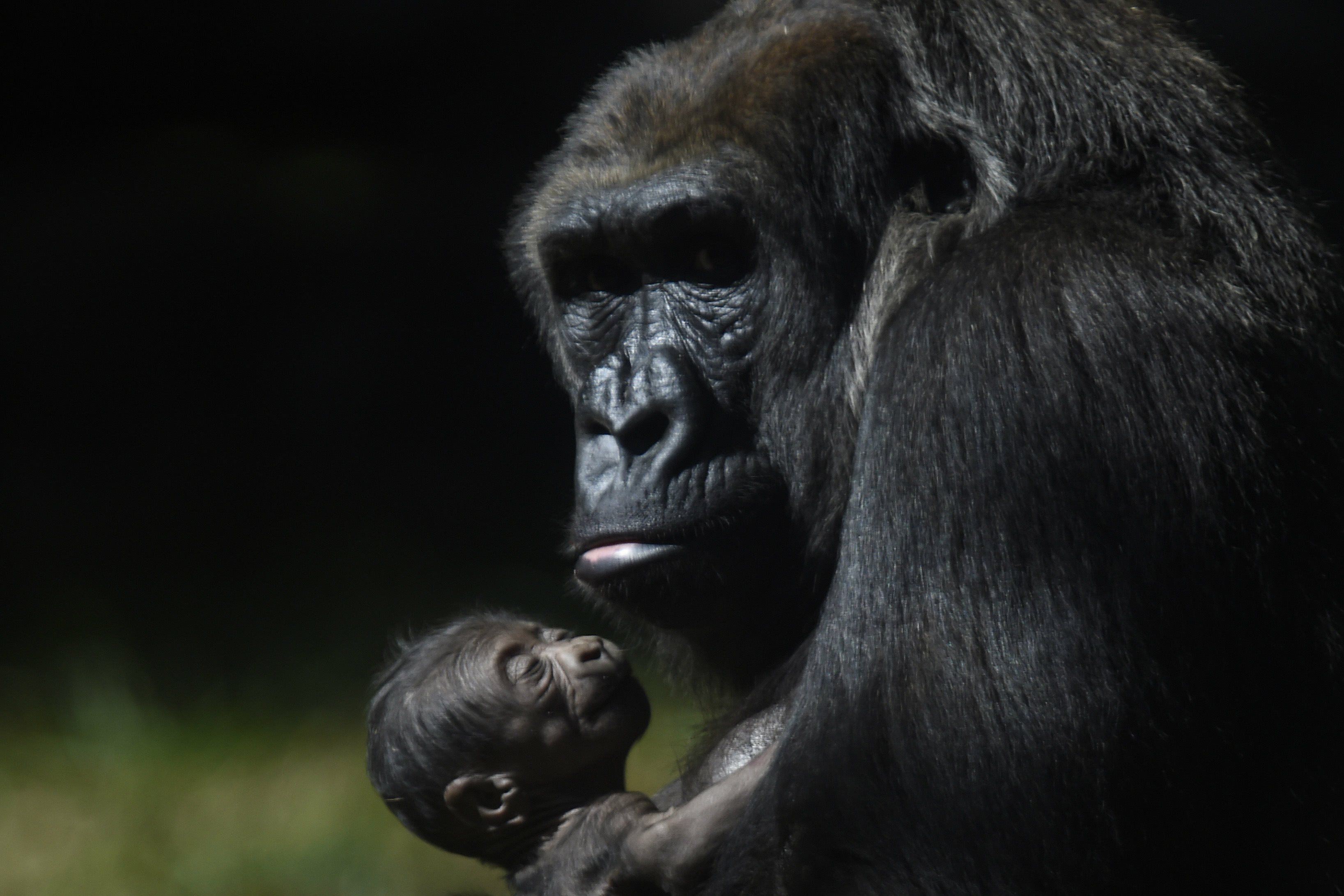 Nace en Brasil nueva cría de una especie de gorila en peligro de extinción