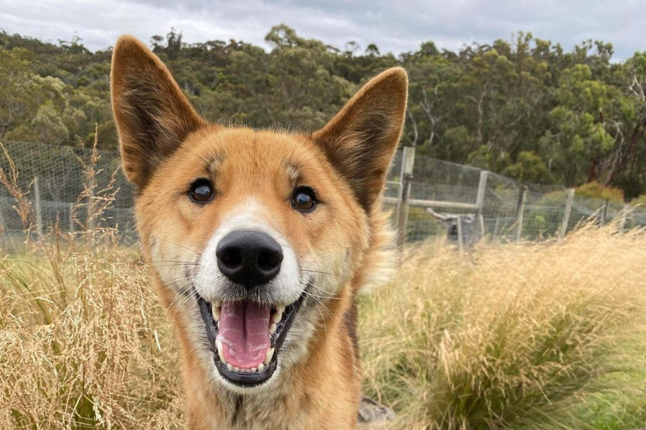 Mujer adopta perro herido, pero descubre que es un animal en peligro de extinción