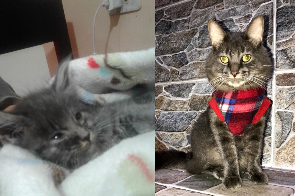 ¿Por qué es importante el rescate y la adopción de animales? La historia del gato Blue