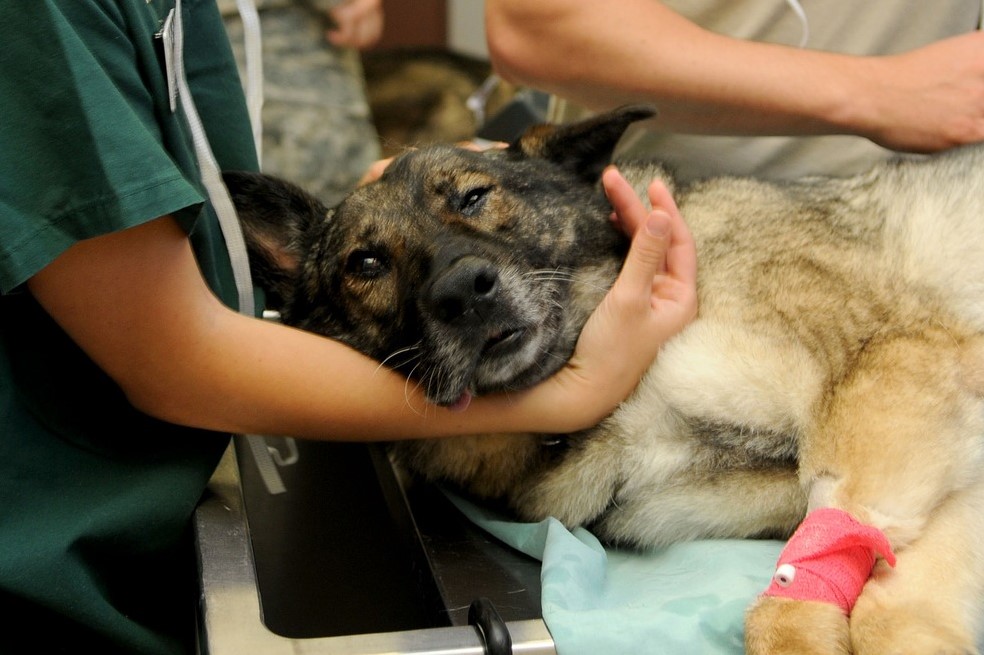 ¿Cómo actuar ante una emergencia con su animal de compañía?