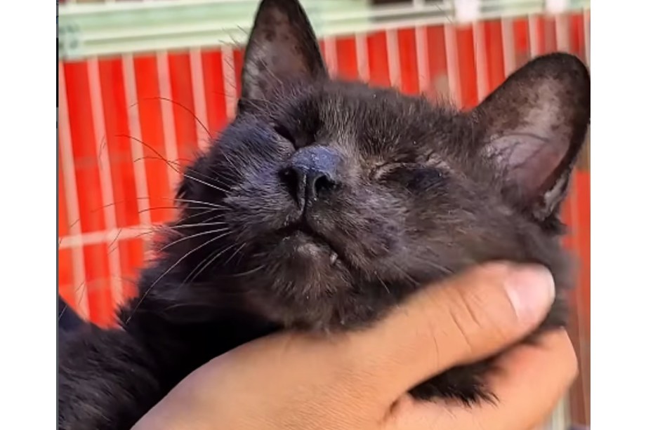 Cookie tiene leucemia felina, pero su mayor miedo es no conocer el amor de un hogar