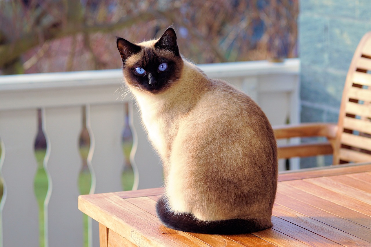 Estas son las mascotas con mayor expectativa de vida