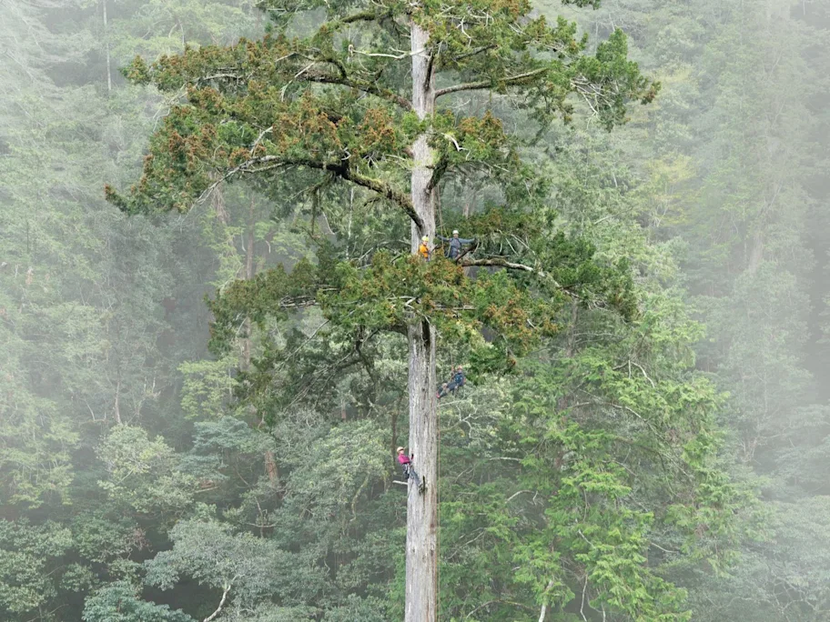 Este árbol es más alto que cuatro buses de Transmilenio, uno tras otro. Así lo encontraron