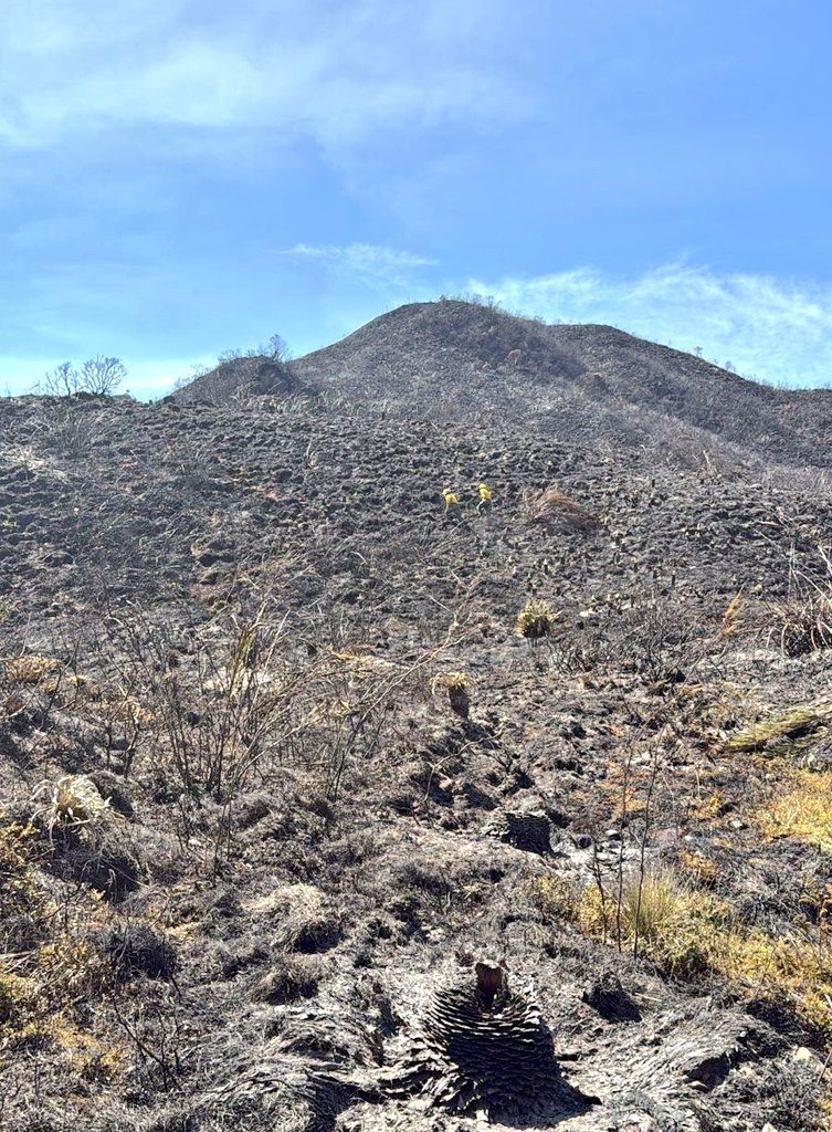 Chingaza en llamas: el rostro de otra temporada  de incendios en Bogotá