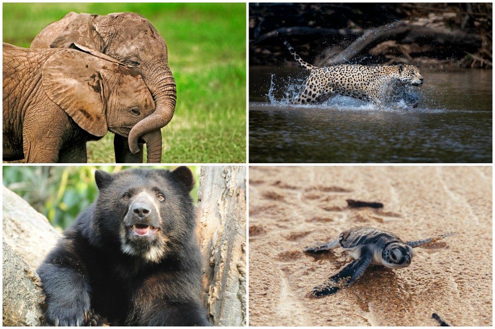 Regale la adopción simbólica de una especie en peligro para esta Navidad