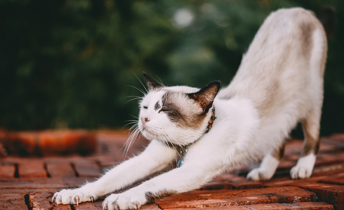 ¿Por qué tu gato pone su trasero en tu cara?