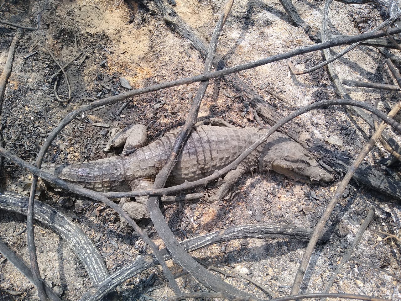 Caimanes incinerados por las quemas.Parques NacionalesPese a que el fuego no se ha podido controlar al 100%, los guardaparques continúan en la zona atendiendo la situación y los bomberos solicitaron el apoyo de helicópteros para poder apagar rápidamente la conflagración. “Hoy vemos la necesidad de un apoyo mayor por parte de los bomberos y la Unidad Nacional de Gestión del Riesgo para liquidar estos incendios”, dijo Luz Elvira Angarita, directora territorial Caribe de Parques Nacionales.