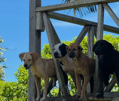 Este albergue busca hogar para 42 perros afectados por el terremoto en Colombia