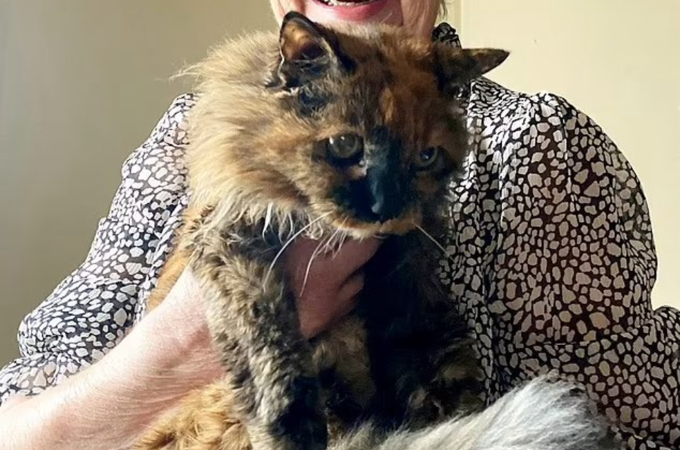 Con 33 años, muere uno de los gatitos más viejos del mundo