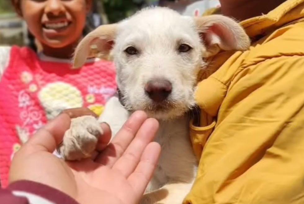 Inicie el 2026 ayudando a animales de la calle: refugio convoca voluntariado en Bogotá