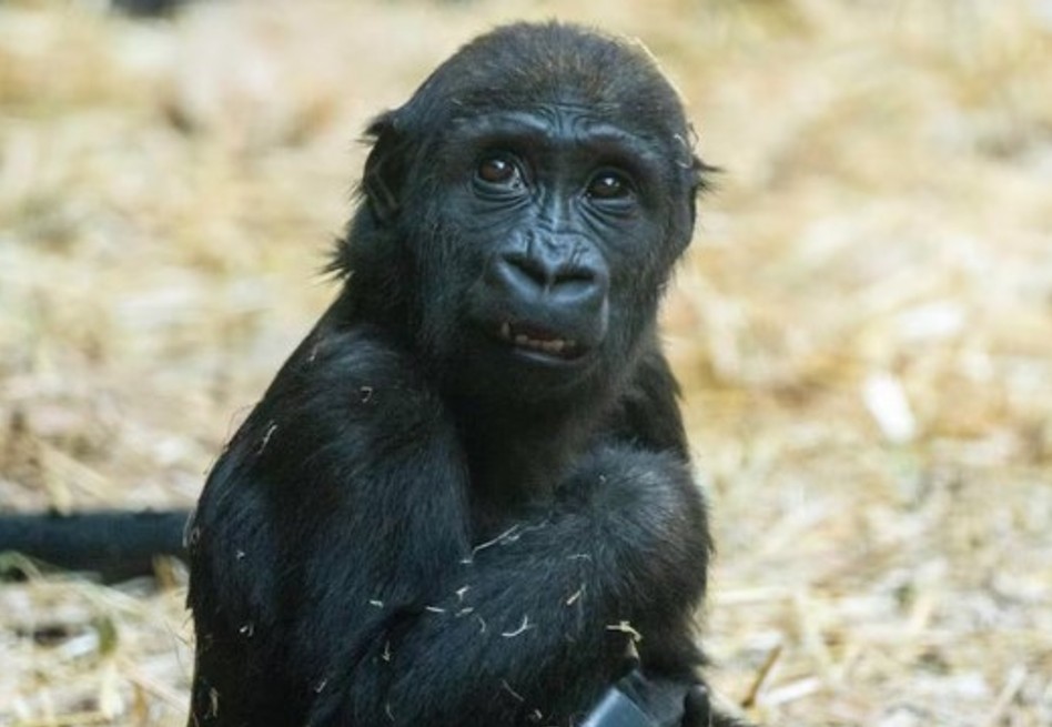 Aunque el equipo veterinario trató de ayudarla y aplicar medidas para salvar su vida, la gorila falleció.