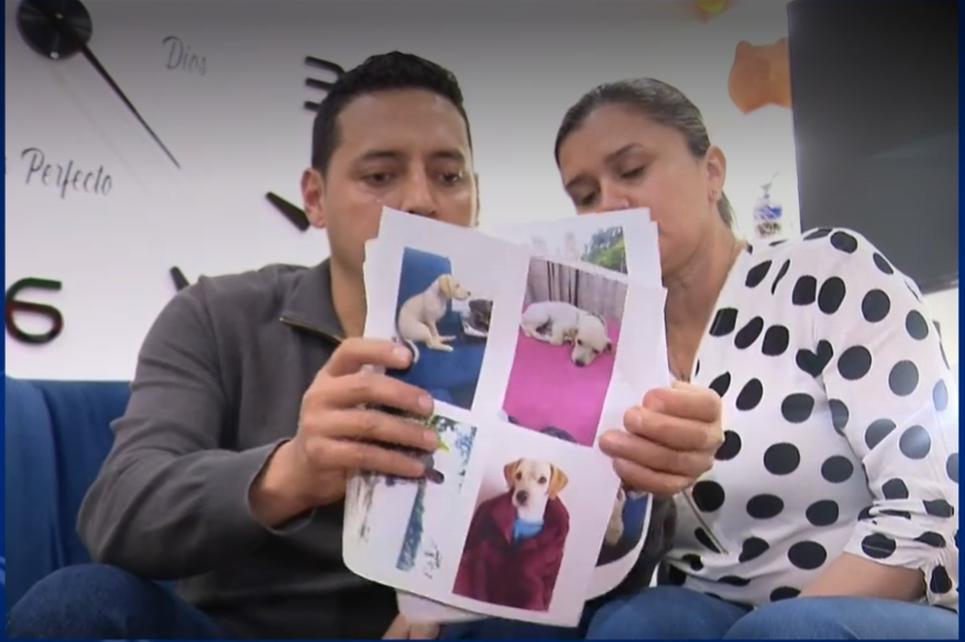 Perrito fue encontrado por una mujer en Rosales y no quería devolverlo