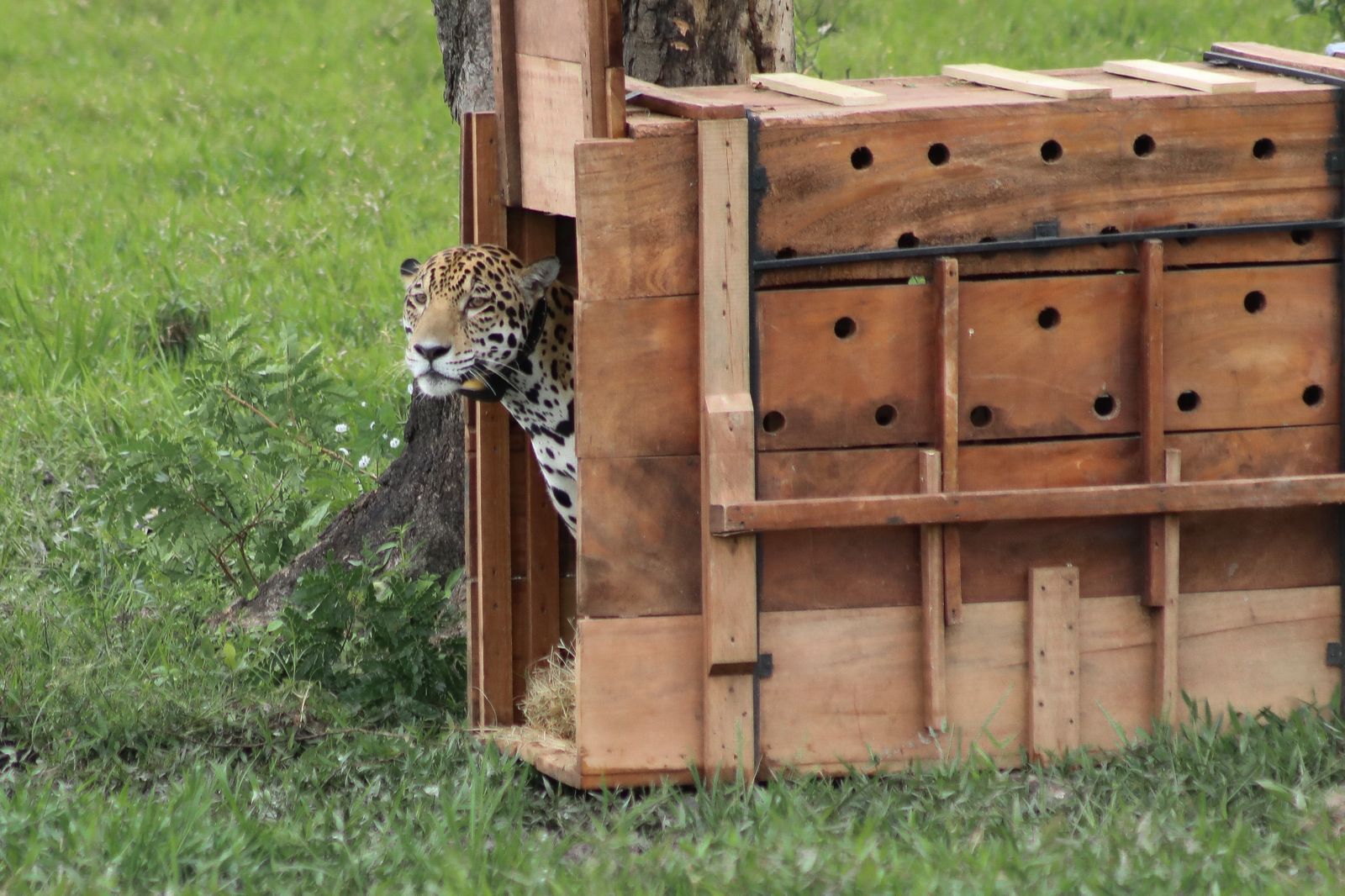 Jaguar liberado por la CAR ha recorrido casi 600 km y se acerca a frontera con Venezuela