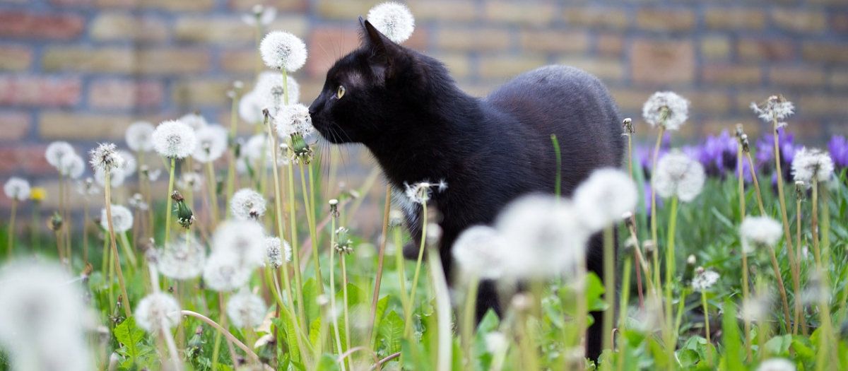 ¿Por qué los gatos negros son tan especiales?