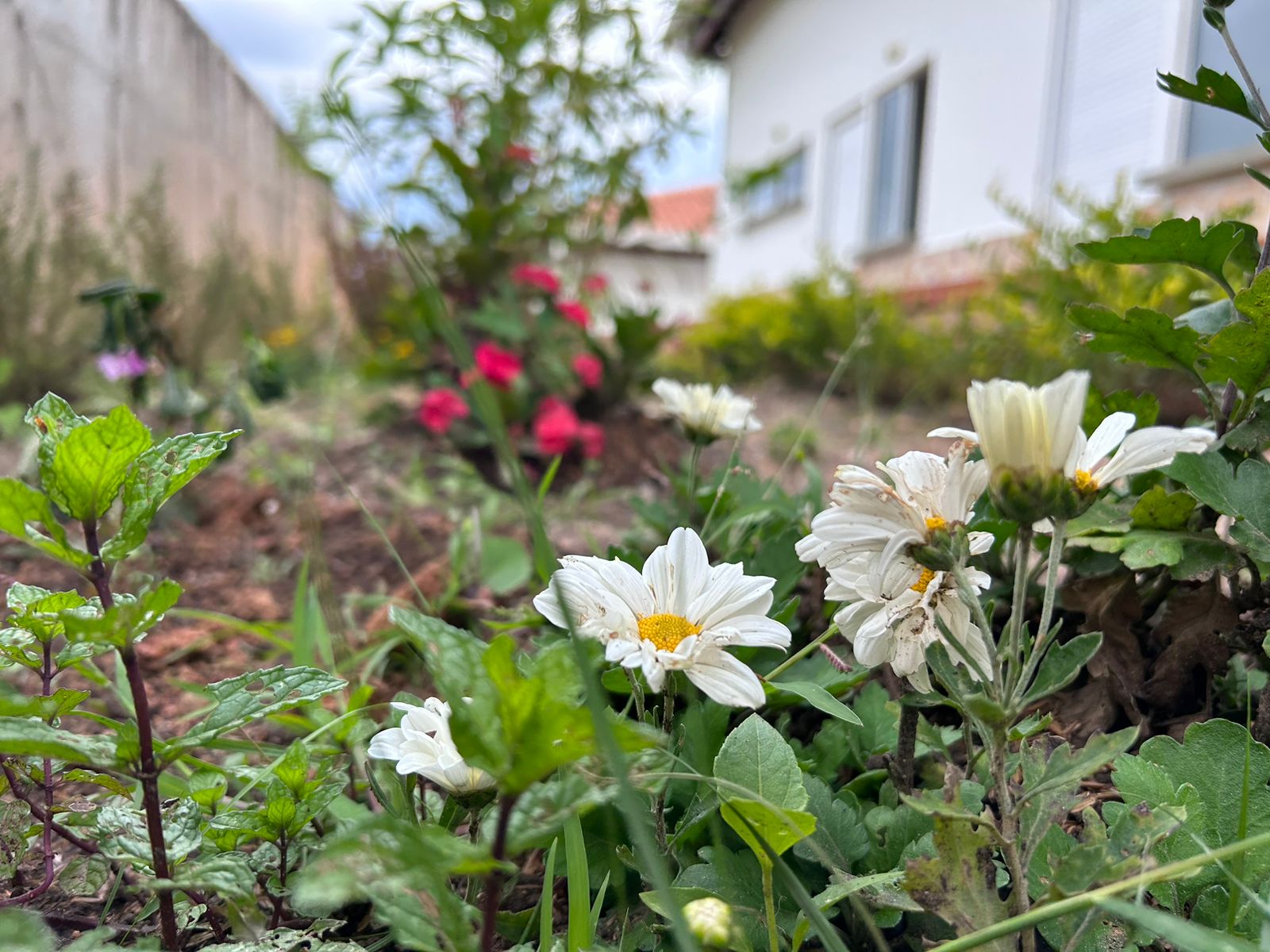 Jardín medicinal