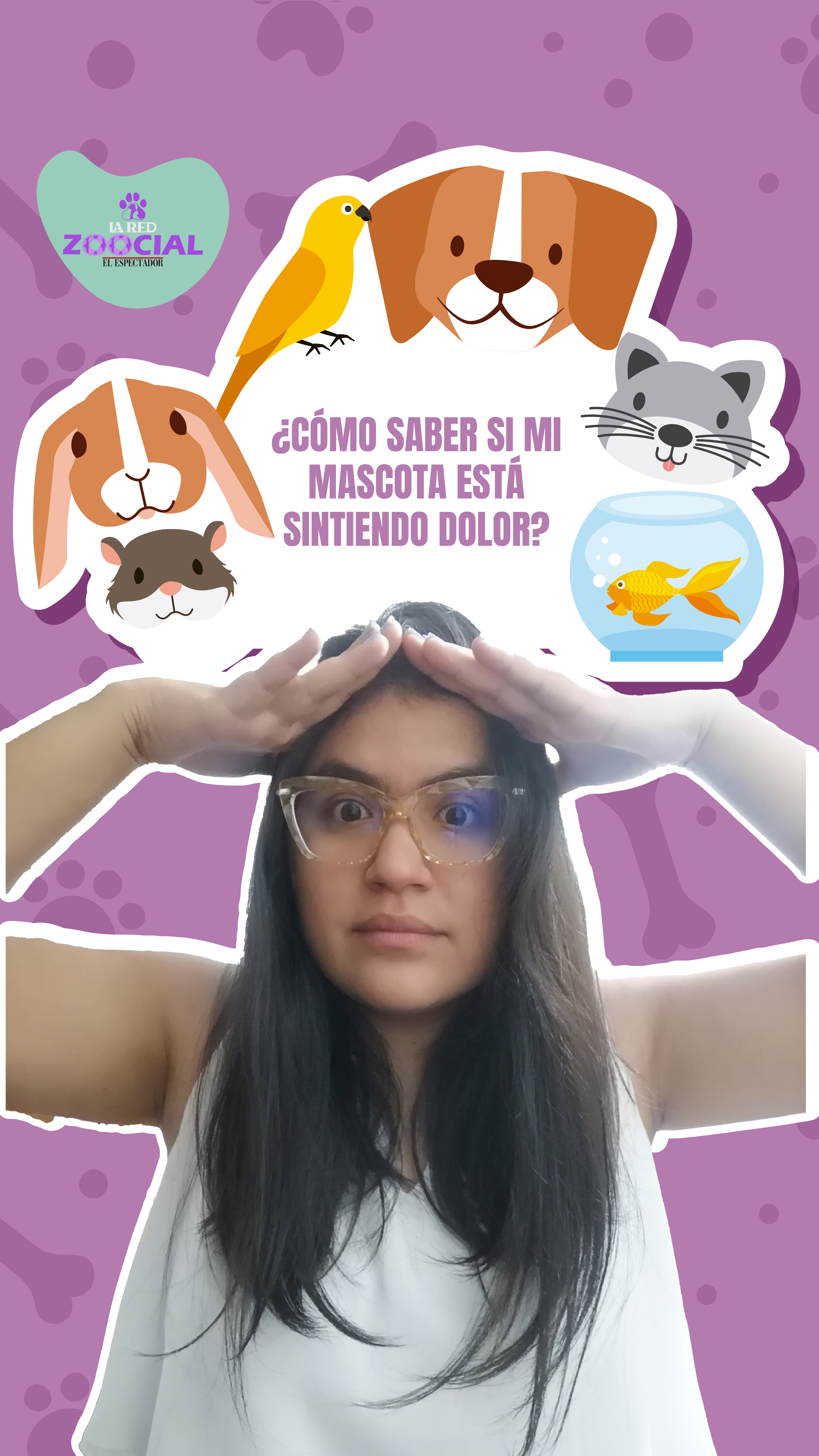 ¿Cómo saber si mi mascota está sintiendo dolor?
