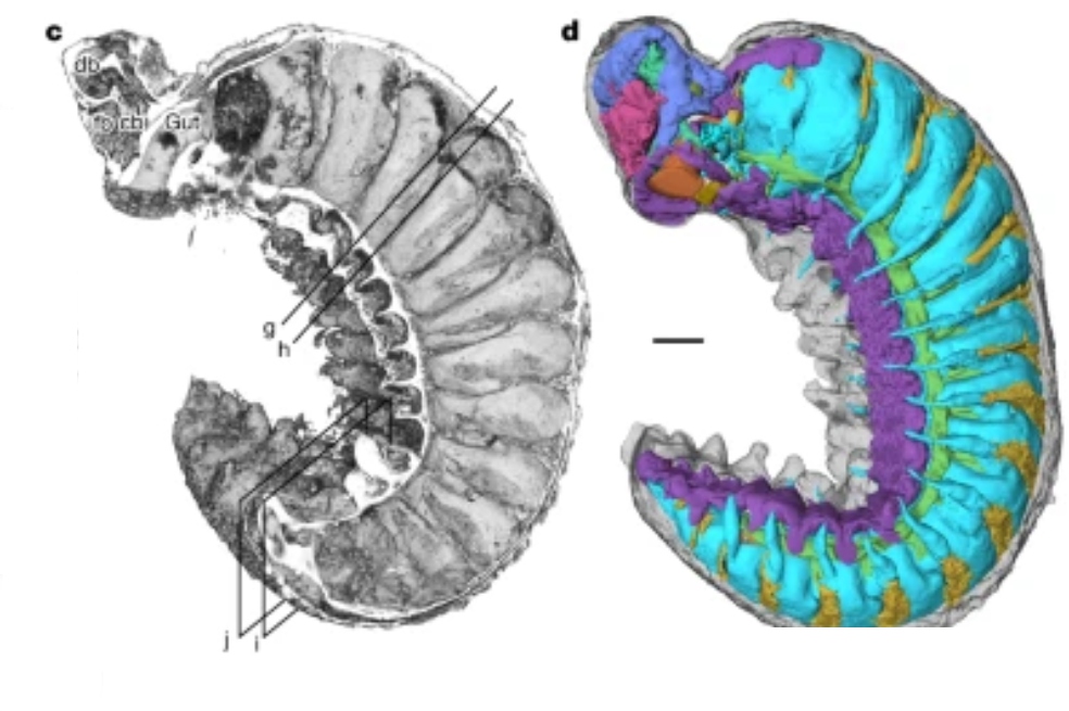Hallan fósil de gusano de 520 millones de años que conserva el intestino y cerebro