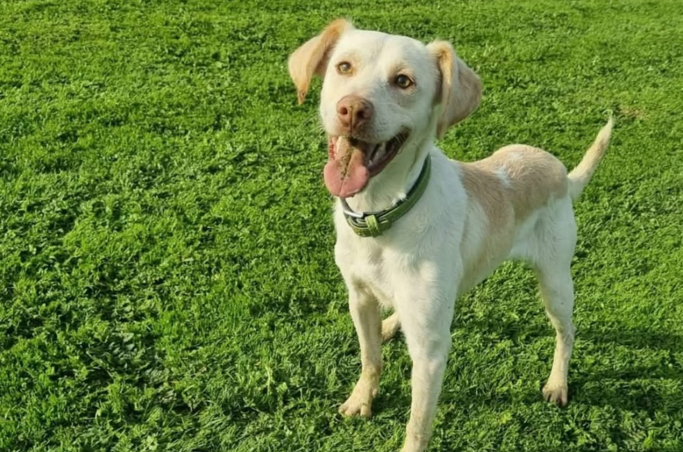 “Vuelve a quedarse sin hogar”: devuelven a Javito tras ser abandonado dos veces