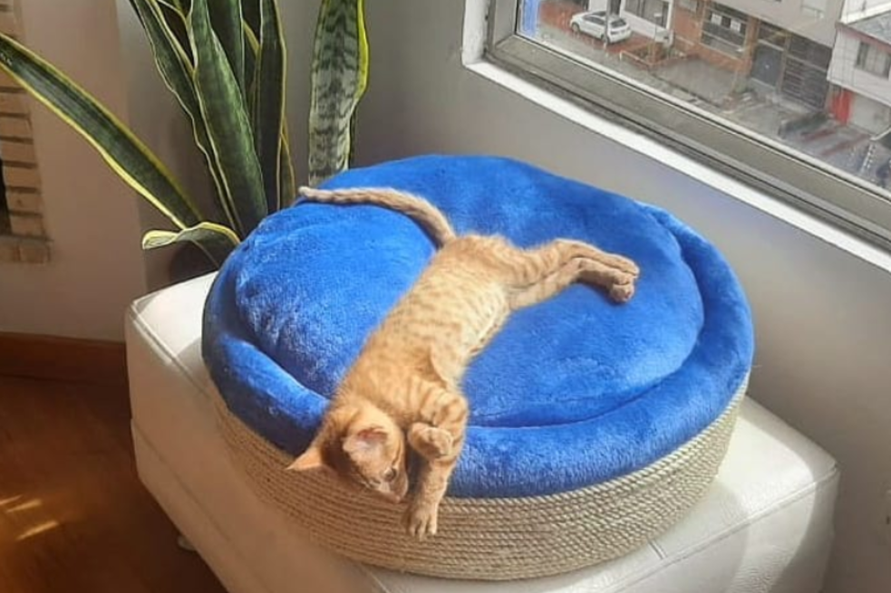 Las camas de Nina, una alternativa ecológica para la comodidad de su mascota