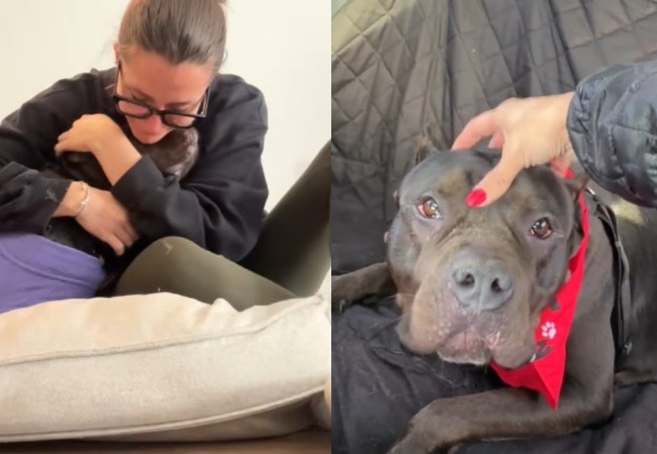 Giro inesperado: pitbull a un día de ser sacrificada encuentra una familia (video)